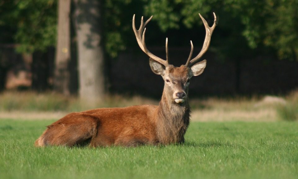 Deer Antler Velvet for Veterans