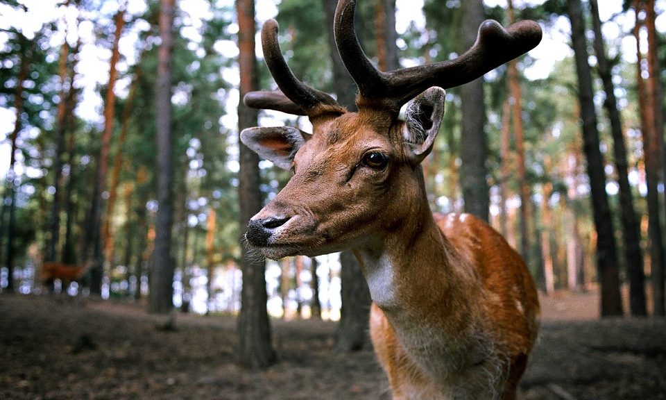 Deer Antler Velvet for Athletes | Clearwater Nutrition Lab