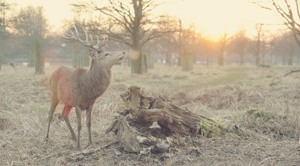 Deer Antler Velvet | Clearwater Nutrition Lab