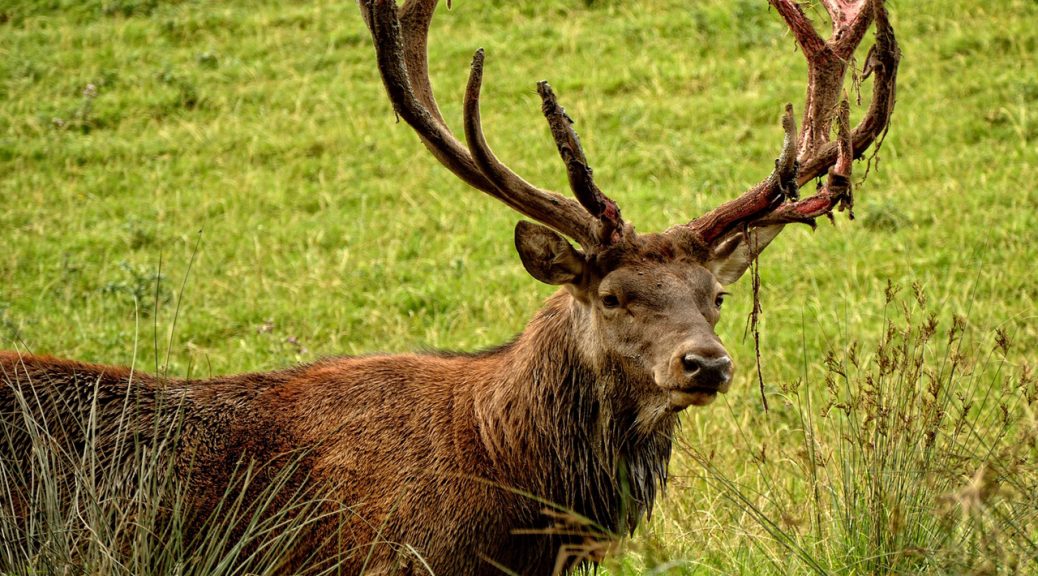 Deer Antler Velvet | Natural Sleep Aids