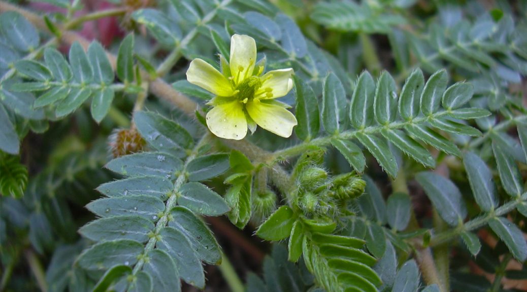 Tribulus Terrestris for Health